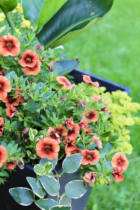ideas for front outdoor planters