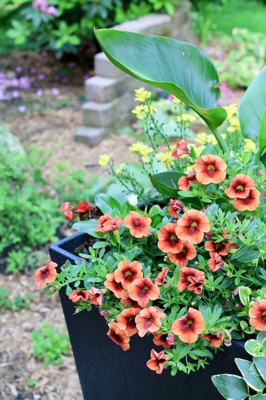 calibrachoa