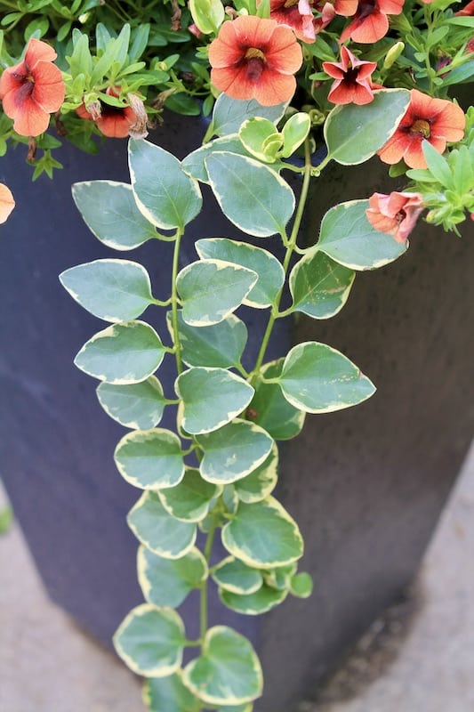 vinca vine care
