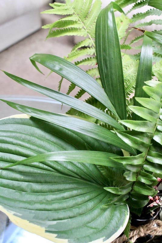 tropical leaf foliage for flower arrangements