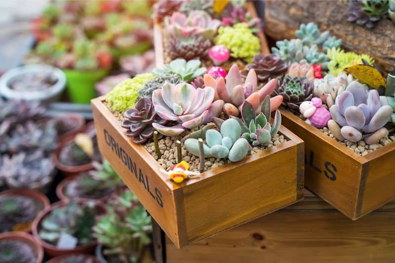 unique container gardening ideas