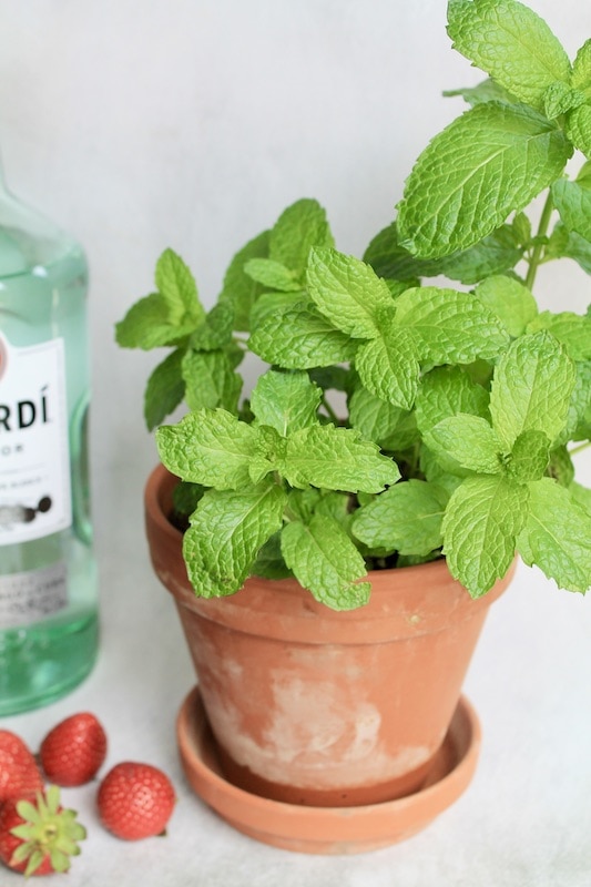 bacardi rum mojito recipe