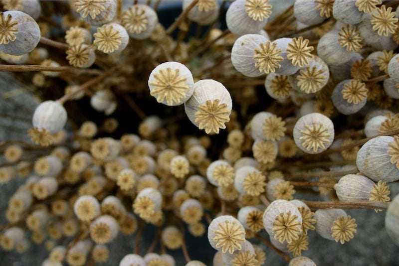 dry poppy seed pods from the garden