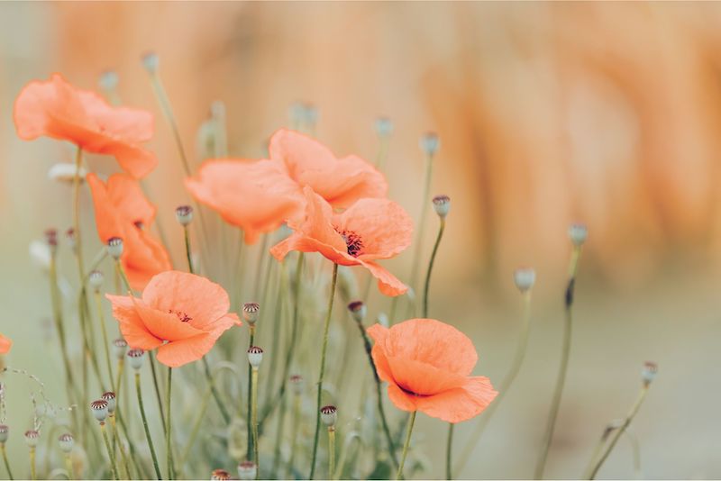 peach poppies growing in a garden