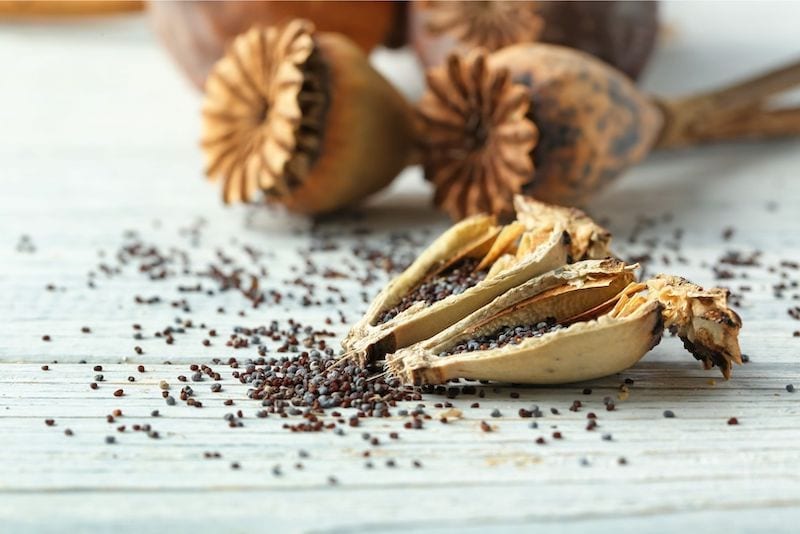 open poppy seed pods with poppy seeds