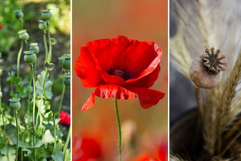 how to harvest poppy seeds