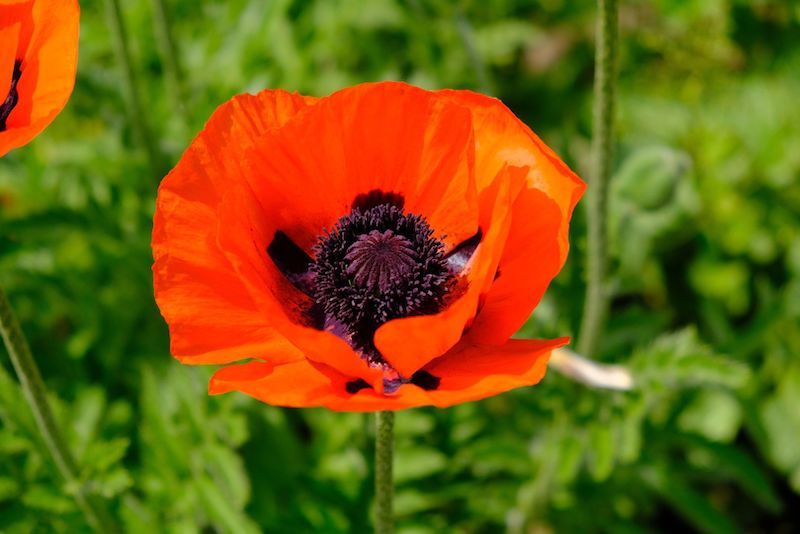 when to plant poppies