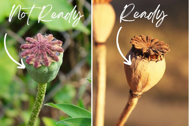 when to collect poppy seed pods for harvesting