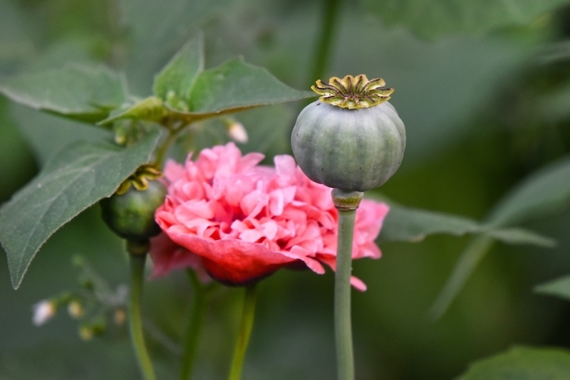 how to harvest poppy seeds from poppy seed pods