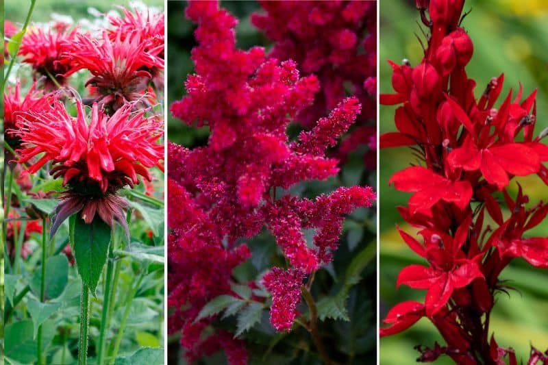 red summer blooming perennial flowers