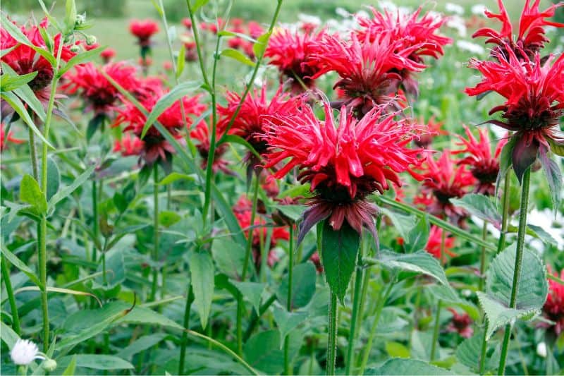 bee balm flower red perennials that bloom all summer