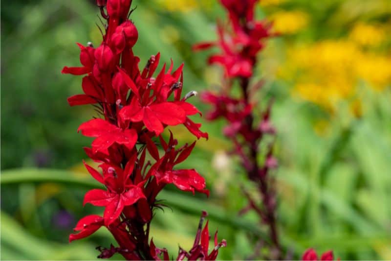red perennials that bloom all summer cardinal flower