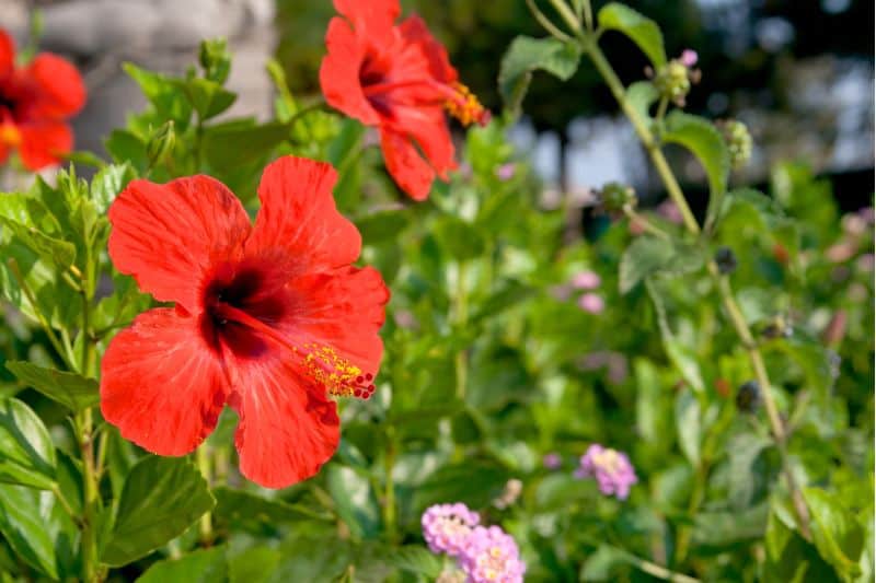 red perennials that bloom all summer hibiscus