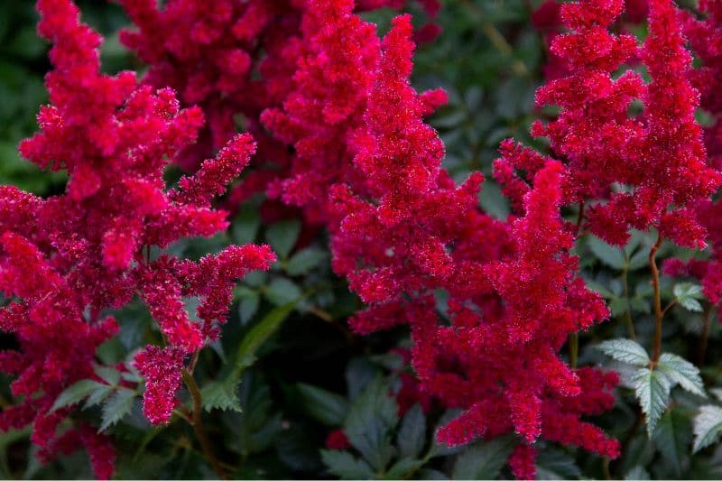 red astilbe red perennials that bloom all summer