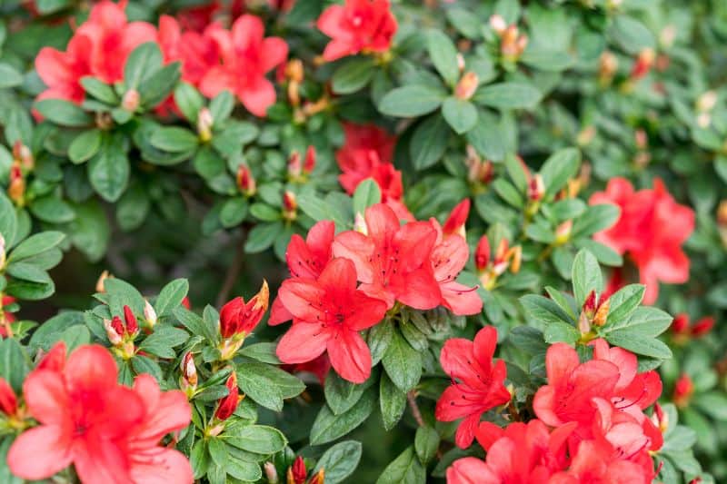 red azelea flowering perennial shrub