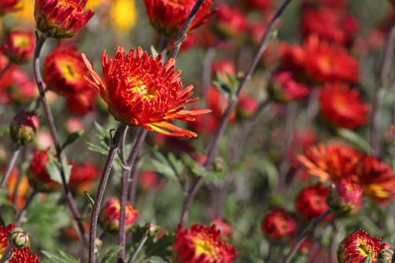 red perennials that bloom all summer chrysanthemum