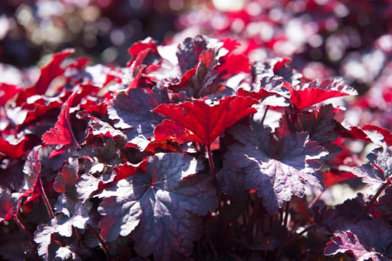 about coral bells perennial plan