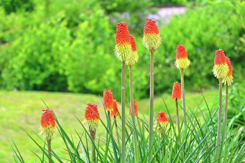 red hot poker perennial flowers