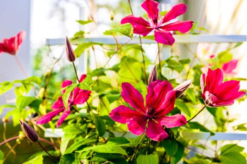 red clematis flowering perennial vine