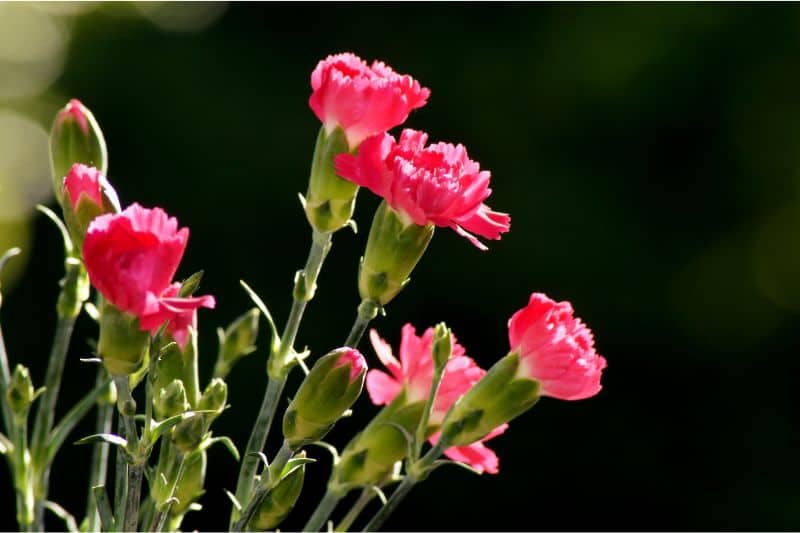 dianthus flower perennial