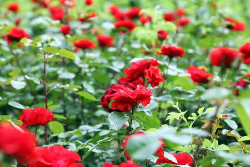 red rose bush red flowering perennial