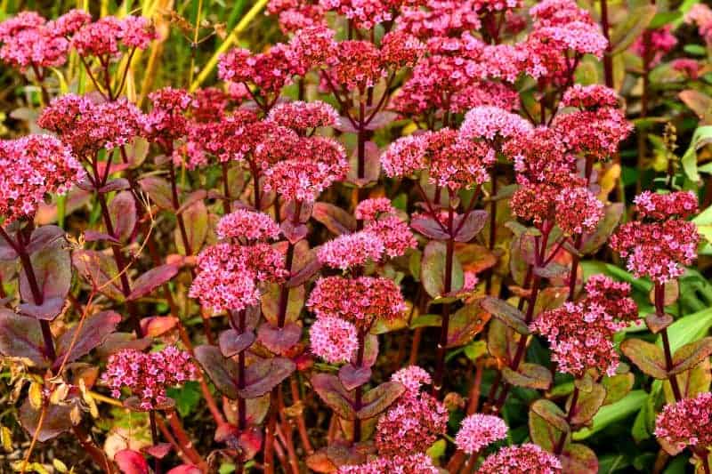 red perennials that bloom all summer red sedum