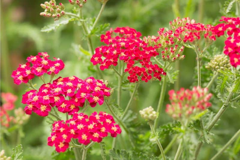 red perennials that bloom all summer red yarrow
