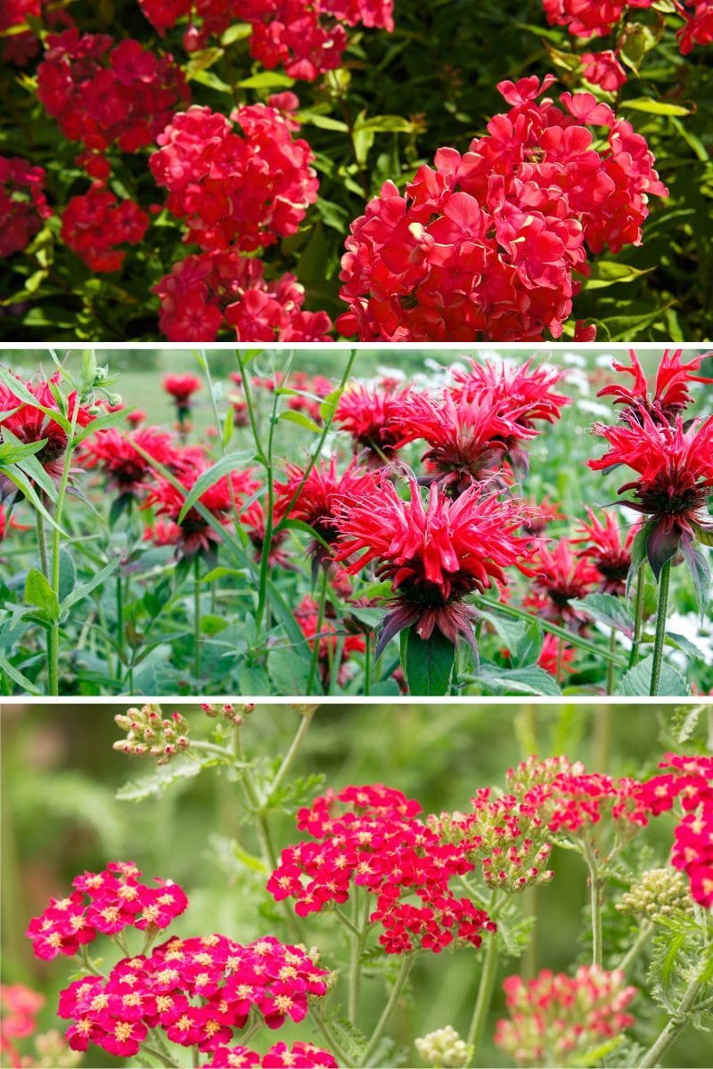 15 red perennials that bloom all summer