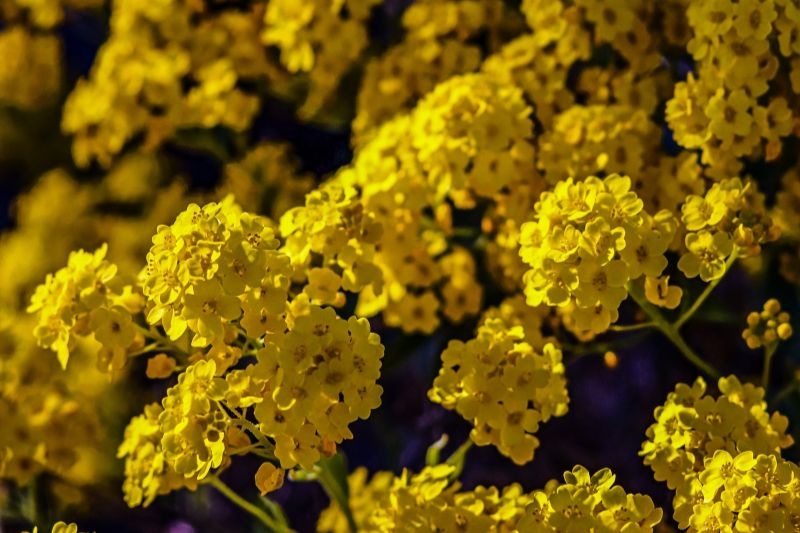 yellow perennials