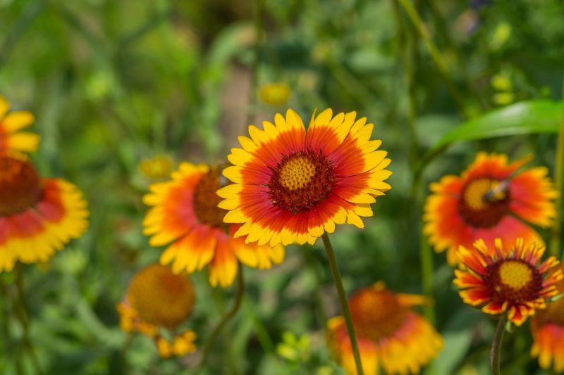 yellow perennials