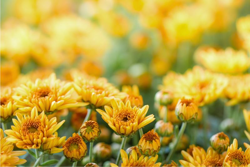 yellow perennials