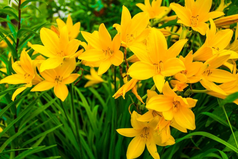 yellow perennials