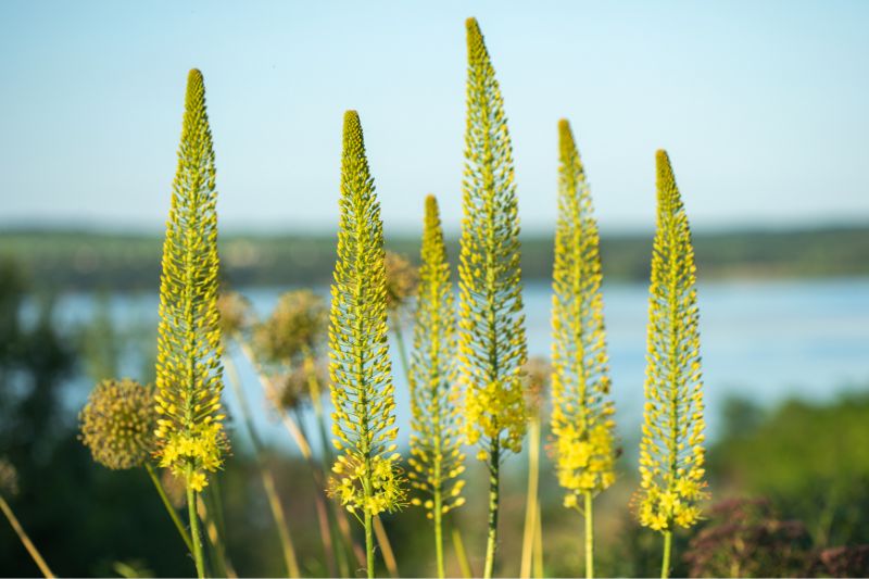 yellow perennials