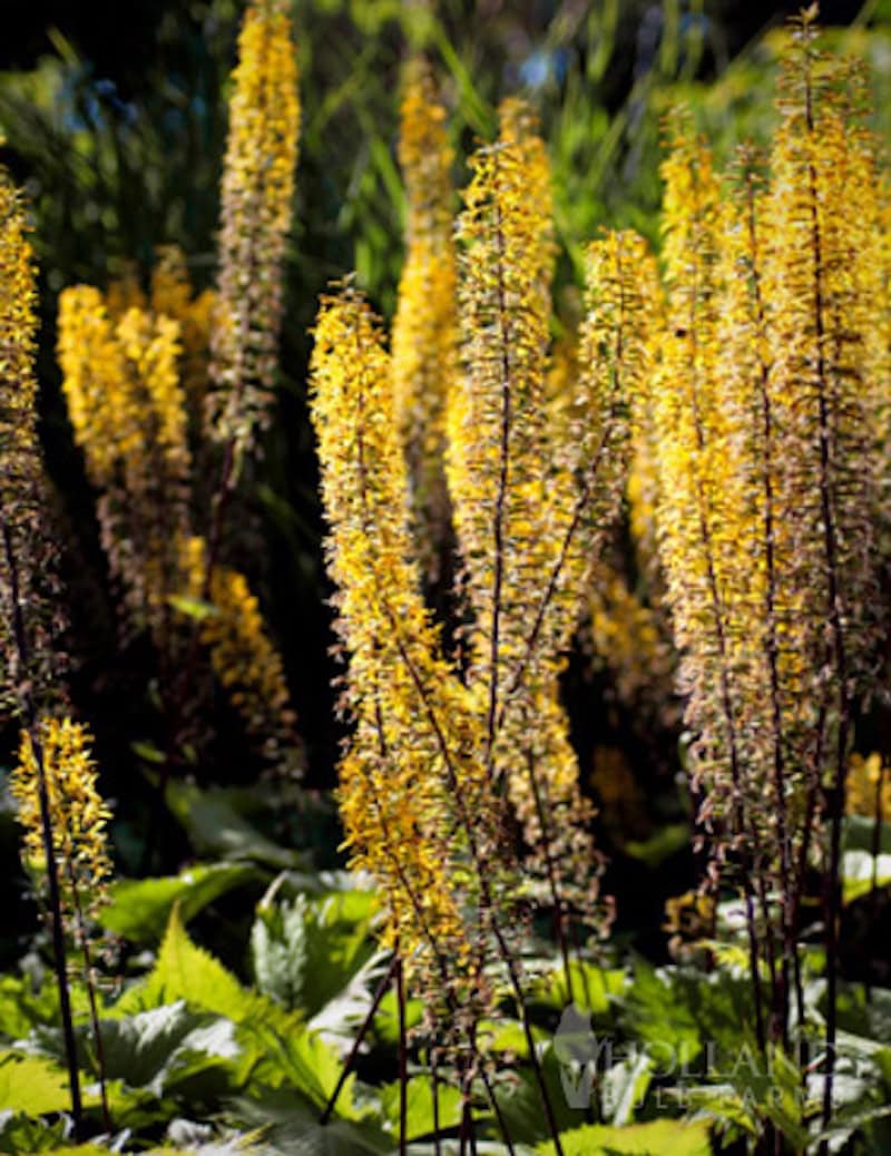 yellow perennials