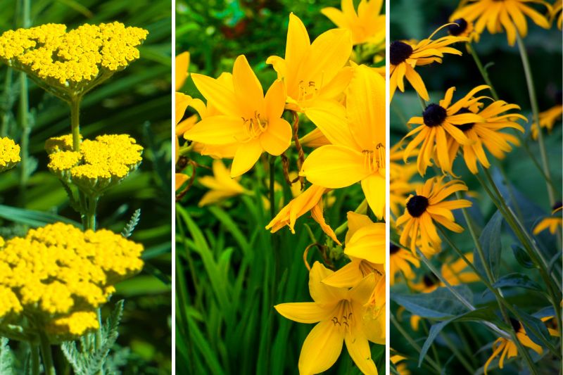 yellow perennials that bloom all summer long