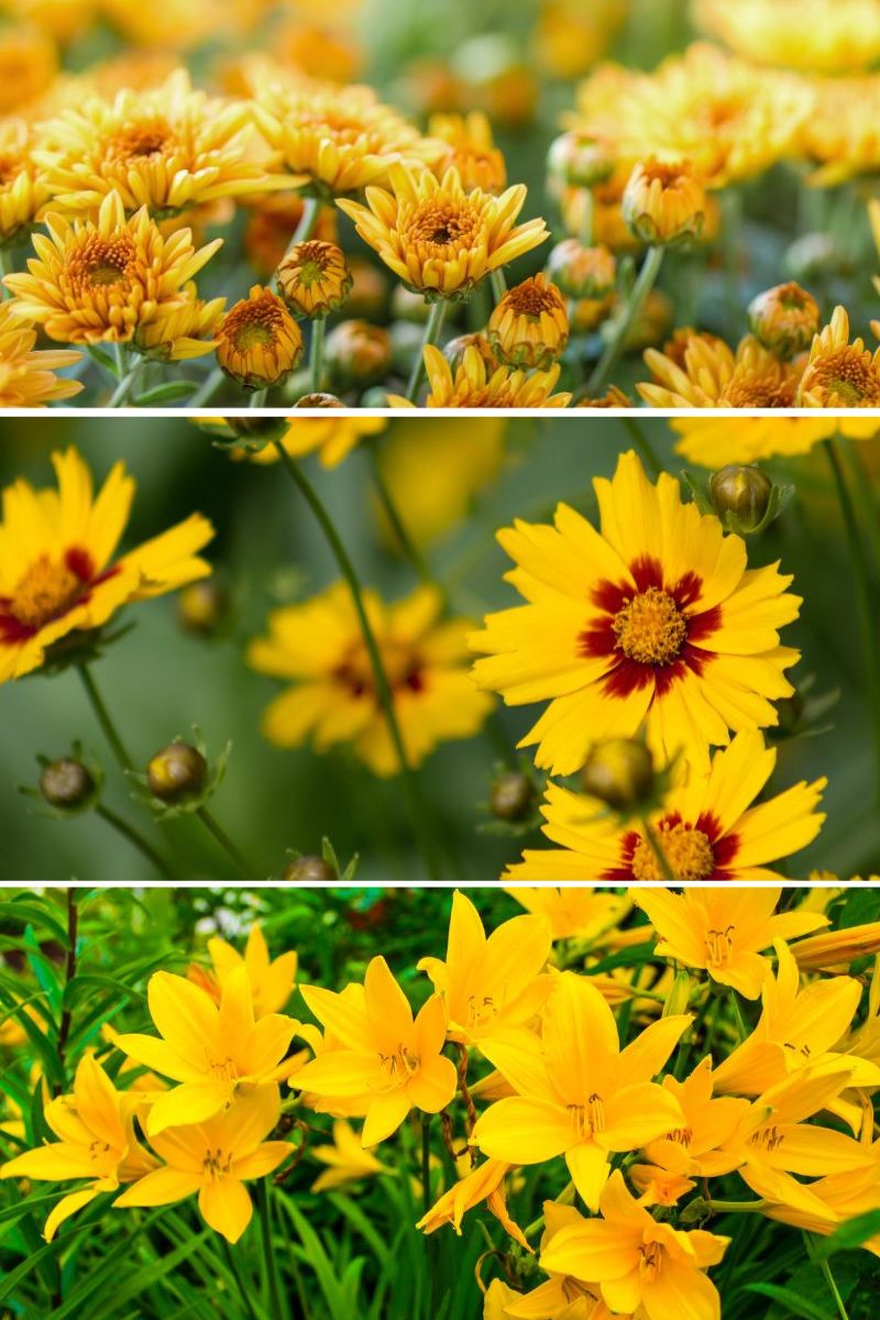 yellow perennials that bloom all summer