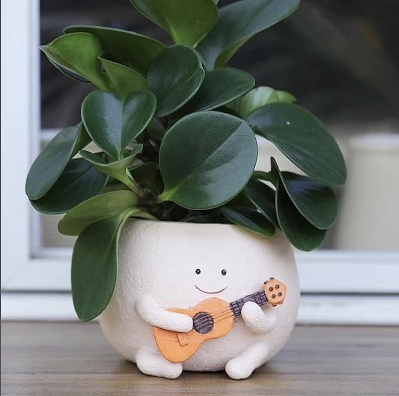 plants for head planters