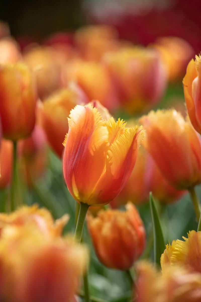 tulip bulb spring gardening perennial