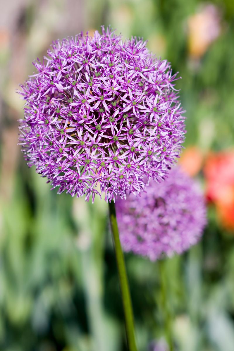 allium flowers