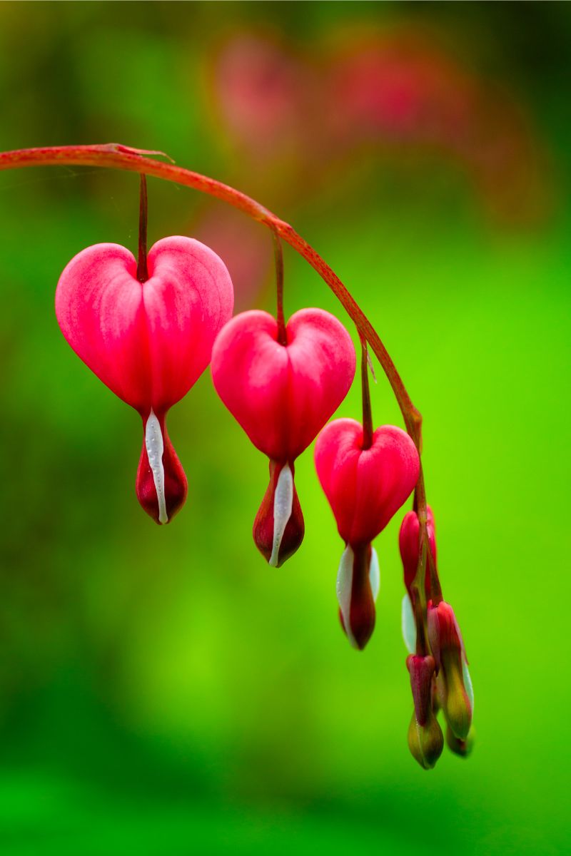 bleeding heart spring flower