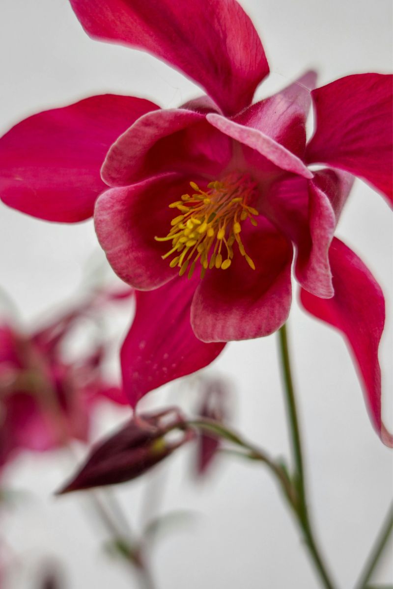 columbine flower