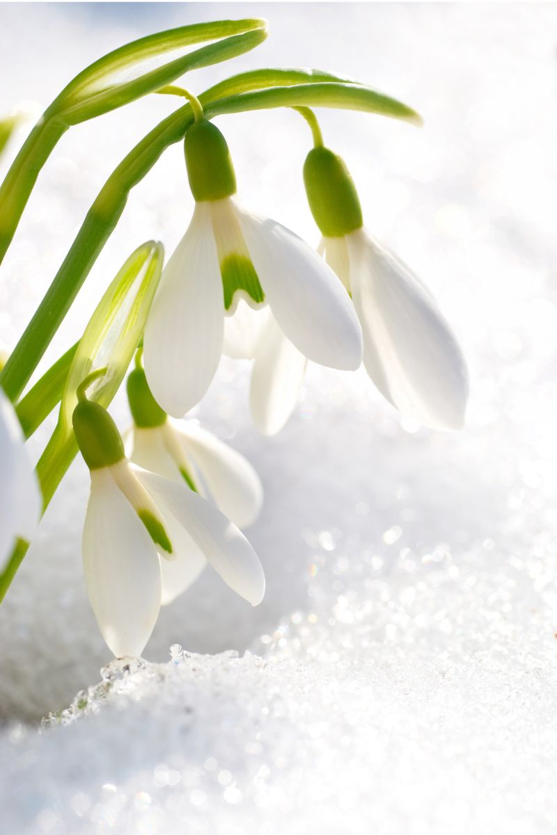 snowdrop spring bulb flower