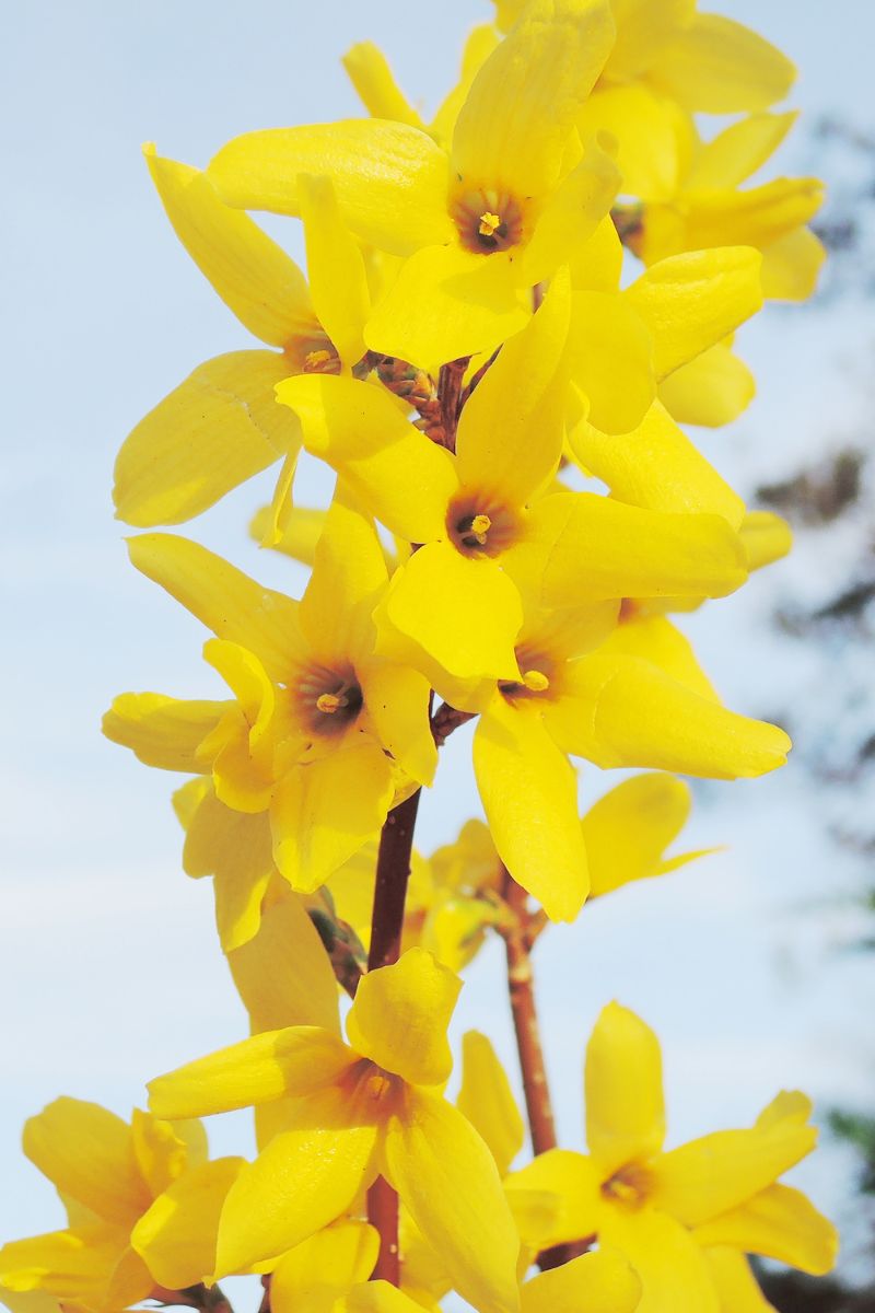 yellow spring flowers and perennials