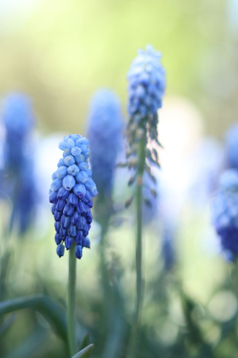 grape hyacinth flower