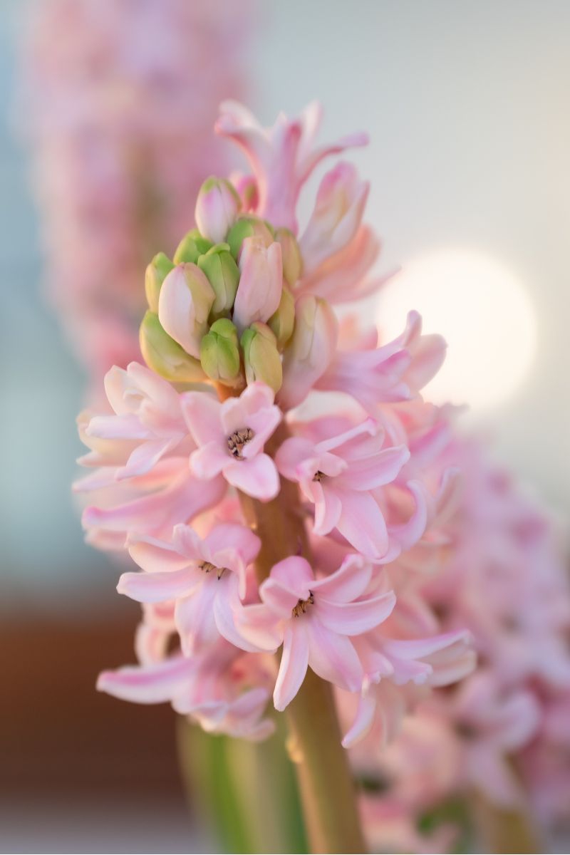 hyacinth spring flower garden