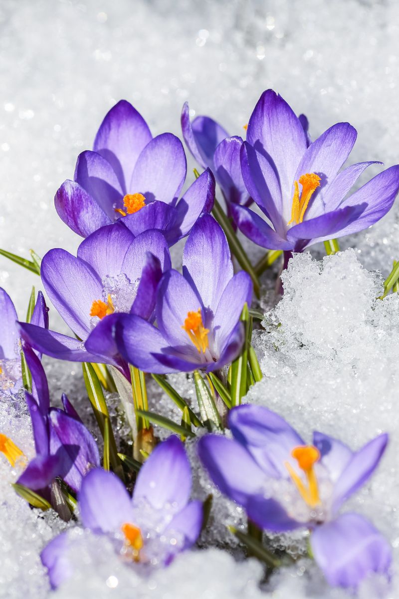 crocus flower bulb spring flower