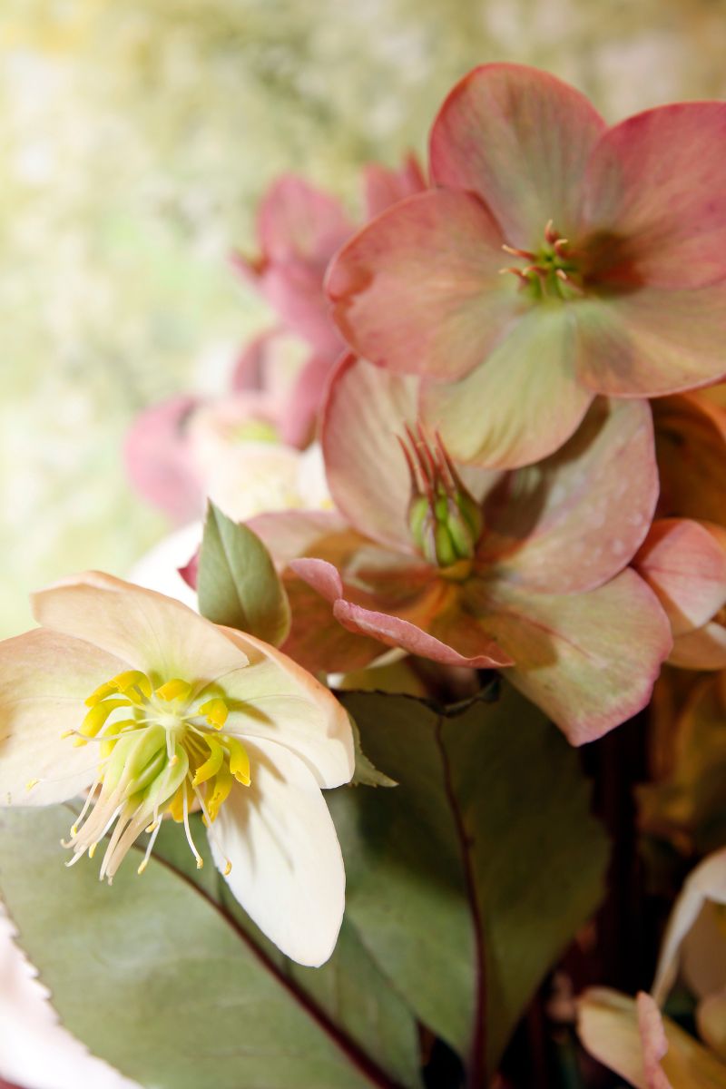 lenten rose hellebore spring garden perennial