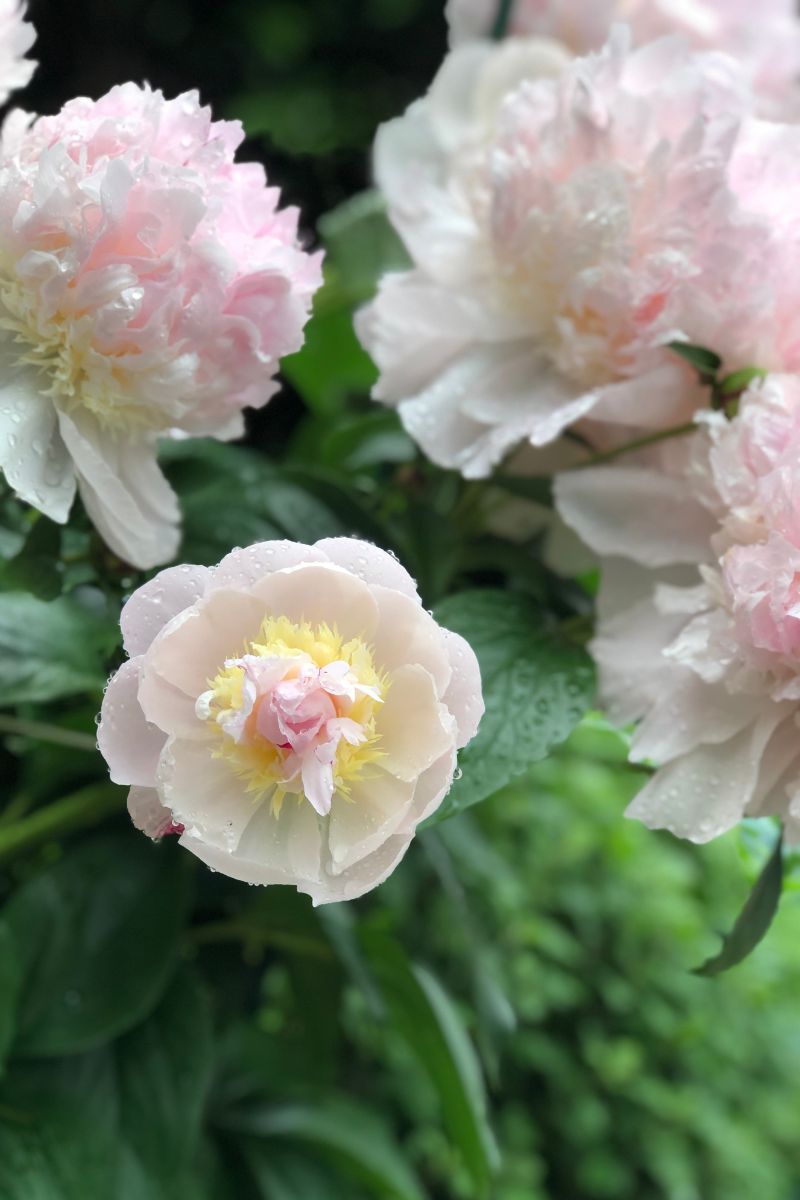 peony spring flower