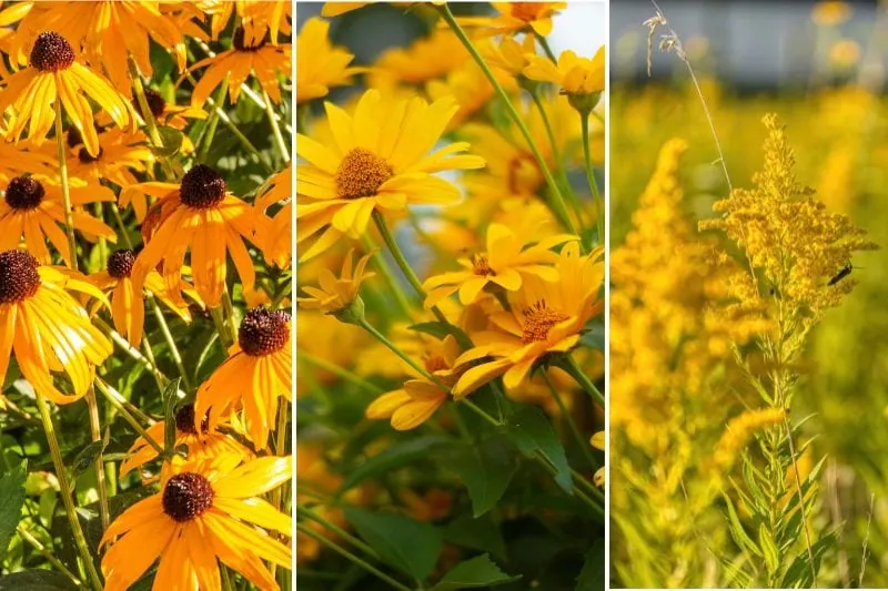 perennials for fall color