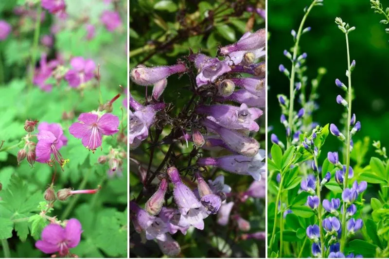 perennials for fall color